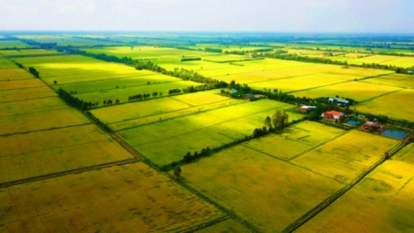 Không trực tiếp sản xuất nông nghiệp có được phép nhận chuyển nhượng đất trồng lúa?