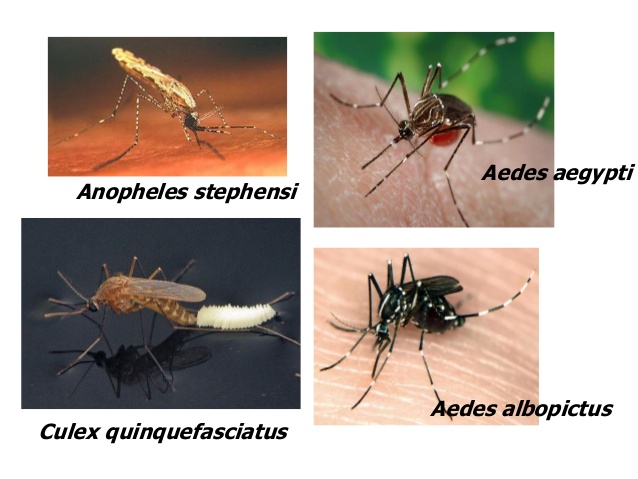 Hiện tượng El Nino có thể làm gia tăng dịch bệnh do muỗi truyền