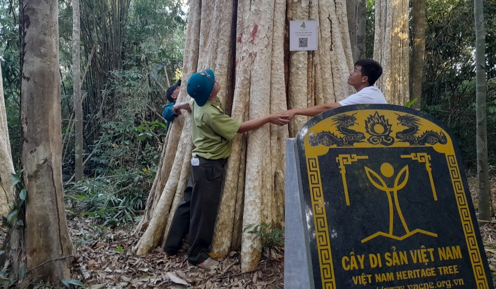 Phát động Cuộc thi viết về cây di sản Việt Nam