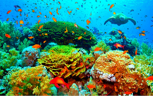 Bảo tồn đa dạng sinh học, các hệ sinh thái biển, thúc đẩy tăng trưởng xanh, phát triển bền vững kinh tế biển