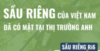 Sầu riêng của Việt Nam đã có mặt tại thị trường Anh