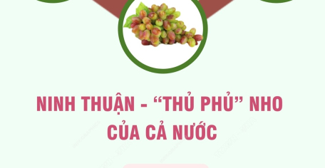 Ninh Thuận - “thủ phủ” nho của cả nước