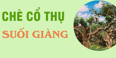 Yên Bái: Những cây chè cổ thụ trên đỉnh Suối Giàng