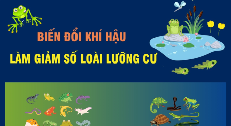 Biến đổi khí hậu làm giảm số loài lưỡng cư