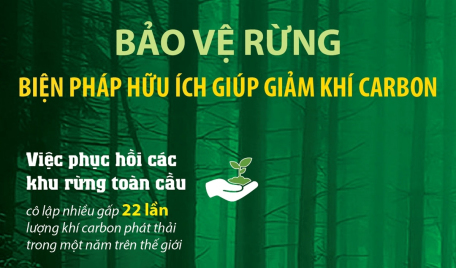 Bảo vệ rừng - biện pháp hữu ích giúp giảm khí carbon