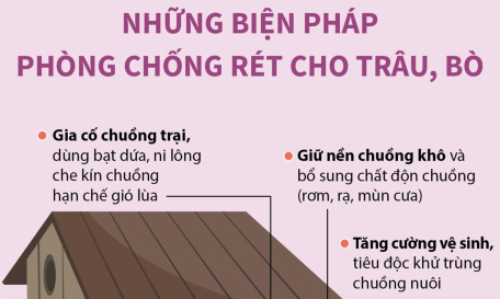 Những biện pháp phòng chống rét cho trâu, bò