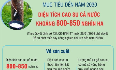 Mục tiêu đến năm 2030, diện tích cao su của cả nước khoảng 800 - 850 nghìn ha