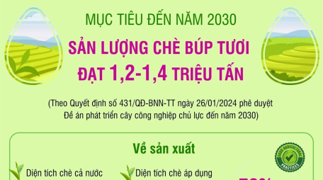 Mục tiêu đến năm 2030, sản lượng chè búp tươi đạt 1,2-1,4 triệu tấn