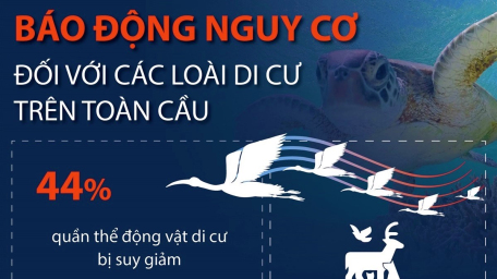 Báo động nguy cơ đối với các loài di cư trên toàn cầu