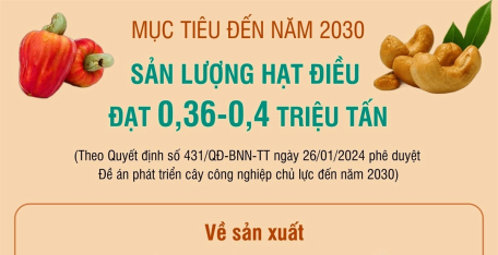 Mục tiêu đến năm 2030, sản lượng hạt điều đạt 0,36-0,4 triệu tấn