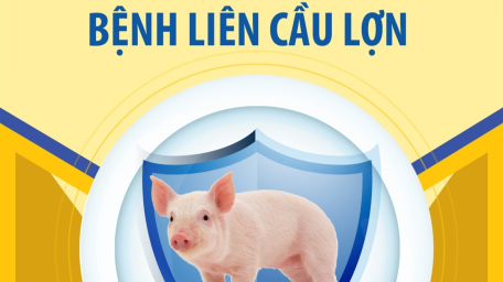 Chủ động phòng tránh bệnh liên cầu lợn