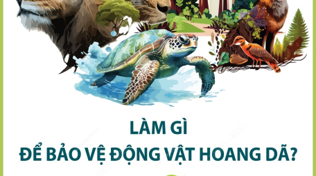 Ngày Động vật hoang dã thế giới (3/3): Làm gì để bảo vệ động vật hoang dã?