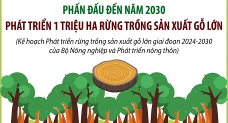 Phấn đấu đến năm 2030, phát triển 1 triệu ha rừng trồng sản xuất gỗ lớn