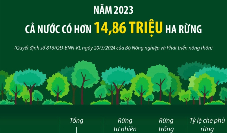 Năm 2023: Cả nước có hơn 14,86 triệu ha rừng