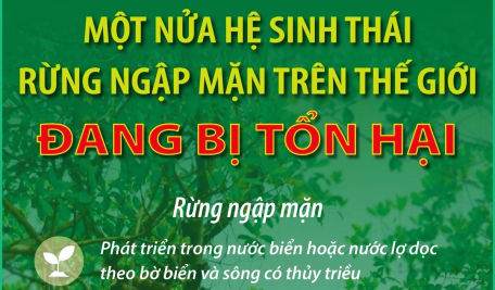 Một nửa hệ sinh thái rừng ngập mặn trên thế giới đang bị tổn hại