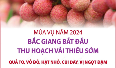 Mùa vụ năm 2024: Bắc Giang bắt đầu thu hoạch vải thiều sớm