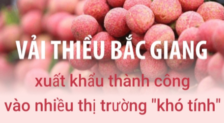 Bắc Giang xuất khẩu vải thiều thành công vào nhiều thị trường "khó tính"