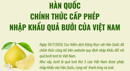 Hàn Quốc chính thức cấp phép nhập khẩu quả bưởi của Việt Nam