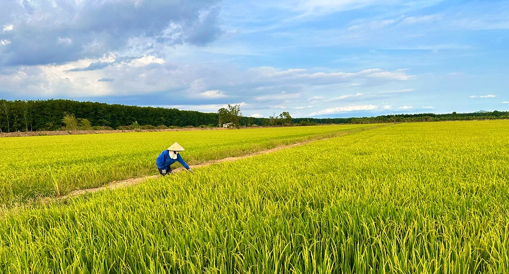 Thông báo về việc cung cấp giấy CN QSDĐ có mục đích là đất trồng lúa nhưng hiện trạng sử dụng không phải là đất trồng lúa