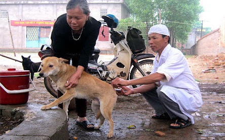 Tập trung thực hiện nghiêm công tác phòng, chống bệnh Dại