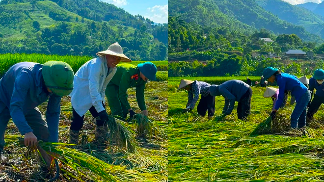 Hỗ trợ sản xuất nông nghiệp bị thiệt hại do thiên tai, dịch hại thực vật